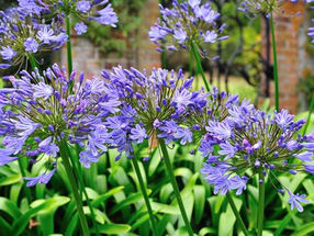 Agapanthus ‘Hole Park Blue’ puts on a spectacular show at Hole Park Gardens