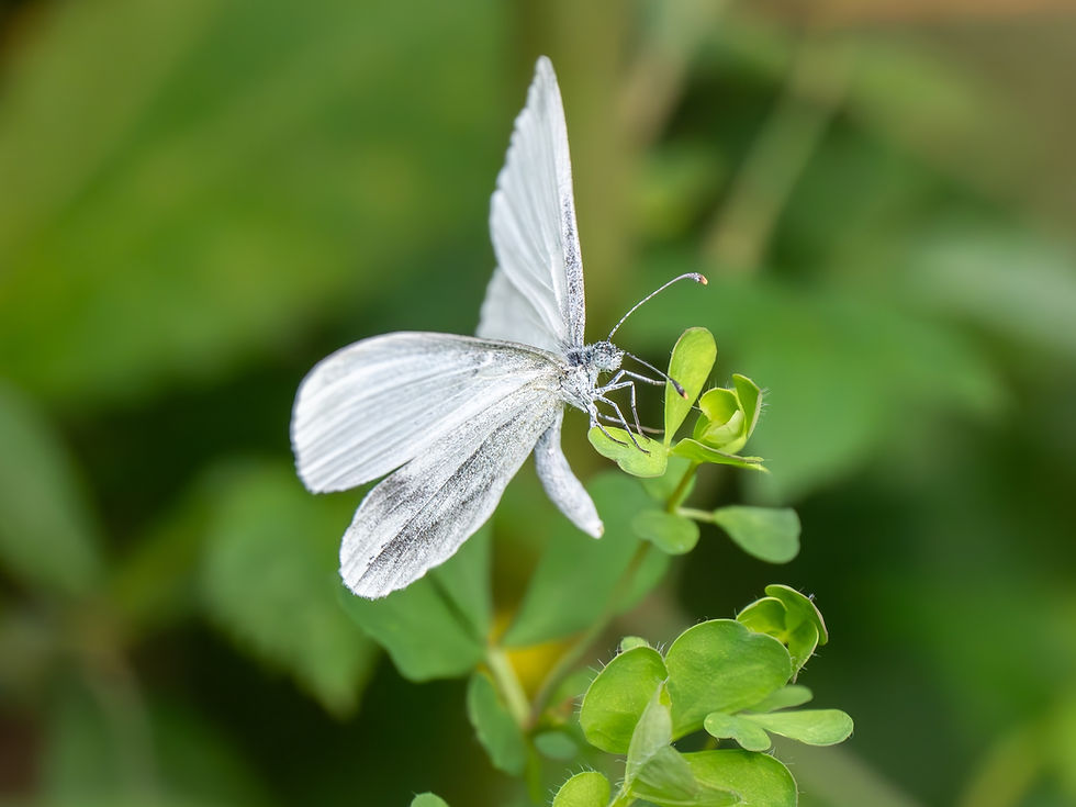Reintroduced butterfly numbers rocket by 922% after sunshine ‘turbo charges' caterpillar growth