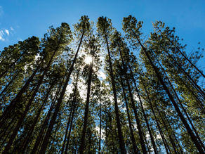 Smurfit Kappa sets new sustainability targets with Better Planet 2050