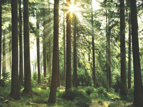 Smurfit Kappa takes another step in becoming a fully circular business