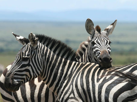 UK charity WasteAid launches Virtual Safari