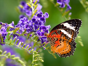 Big Bug Hunt Weekend