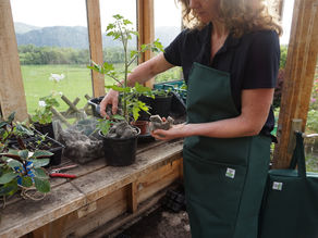 Chimney Sheep launches all natural gardening products 
