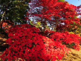 Autumn Sundays at Hole Park Gardens