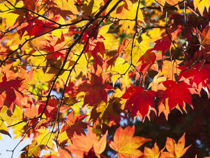 National Trust reveals autumn colour hot spots in Kent
