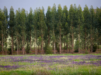 Navigator recognised as one of the world's most sustainable companies in the forestry sector