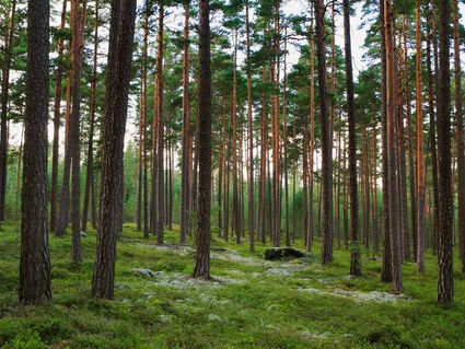 Stora Enso signs agreement to acquire forest assets in Bergvik Skog