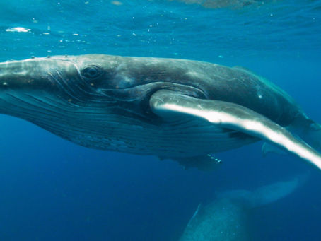 Immotion releases ‘Swimming with Humpback Whales’ VR experience