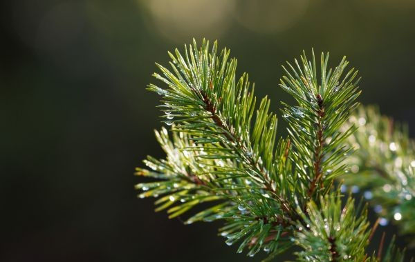Stora Enso introduces Bergslagets Skogar as new name for its Swedish forest asset company