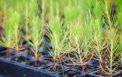 Mondi and WWF extend partnership