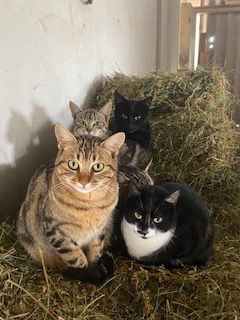 cats