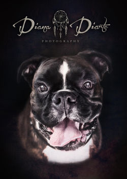 600lee-DIANA-DIARTE-PHOTOGRAPHY-PETS-FIN