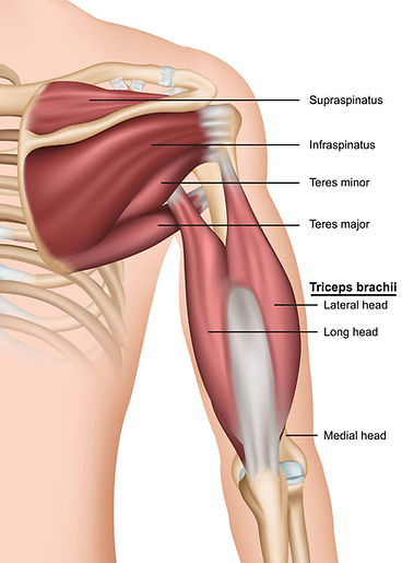 Rotátorová manžeta anatomie