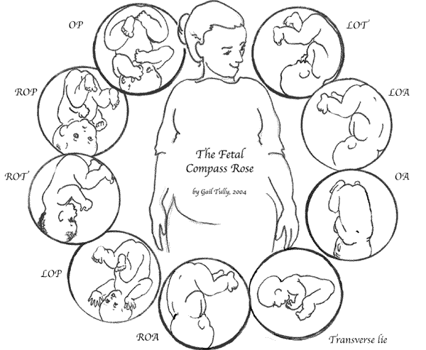 Belly Mapping Guide