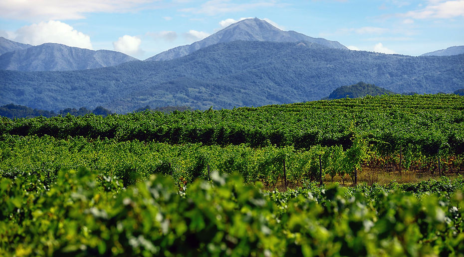 Le Terre del Gavi DOCG