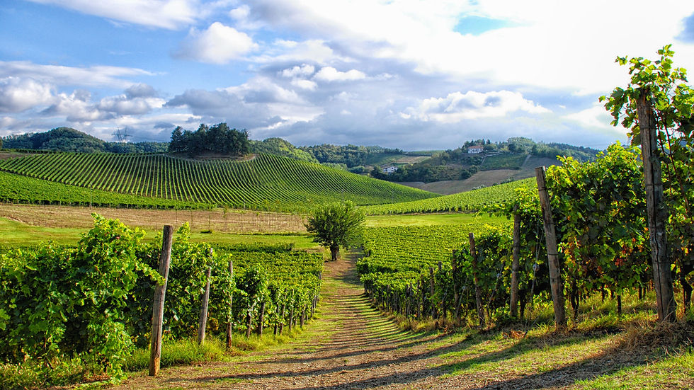 Vigneto della cantina La Ghibellina a Monterotondo di Gavi, con un boschetto al centro e i vigneti di Villa Sparina sullo sfondo.