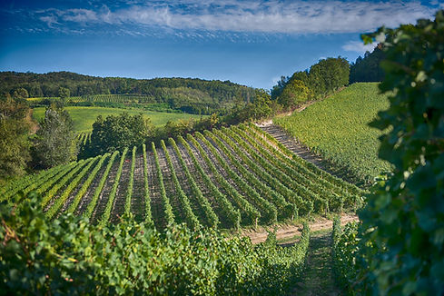Vigneti di Cortese lungo la Lomellina di Gavi, nel territorio del Gavi DOCG