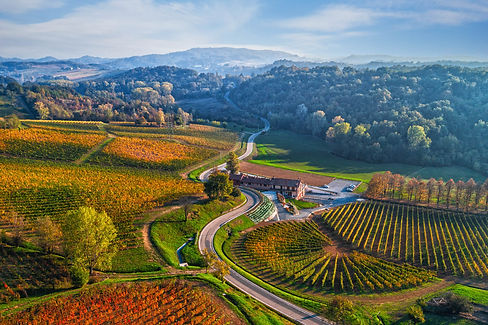 Una veduta autunnale della Vigna Rotonda di Biné, uno degli scorci più riconoscibili del paesaggio vitivinicolo del Gavi DOCG, dove i filari seguono il disegno morbido delle colline.