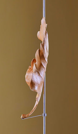 scultura Gianfranco Dalla Costa : Foglia