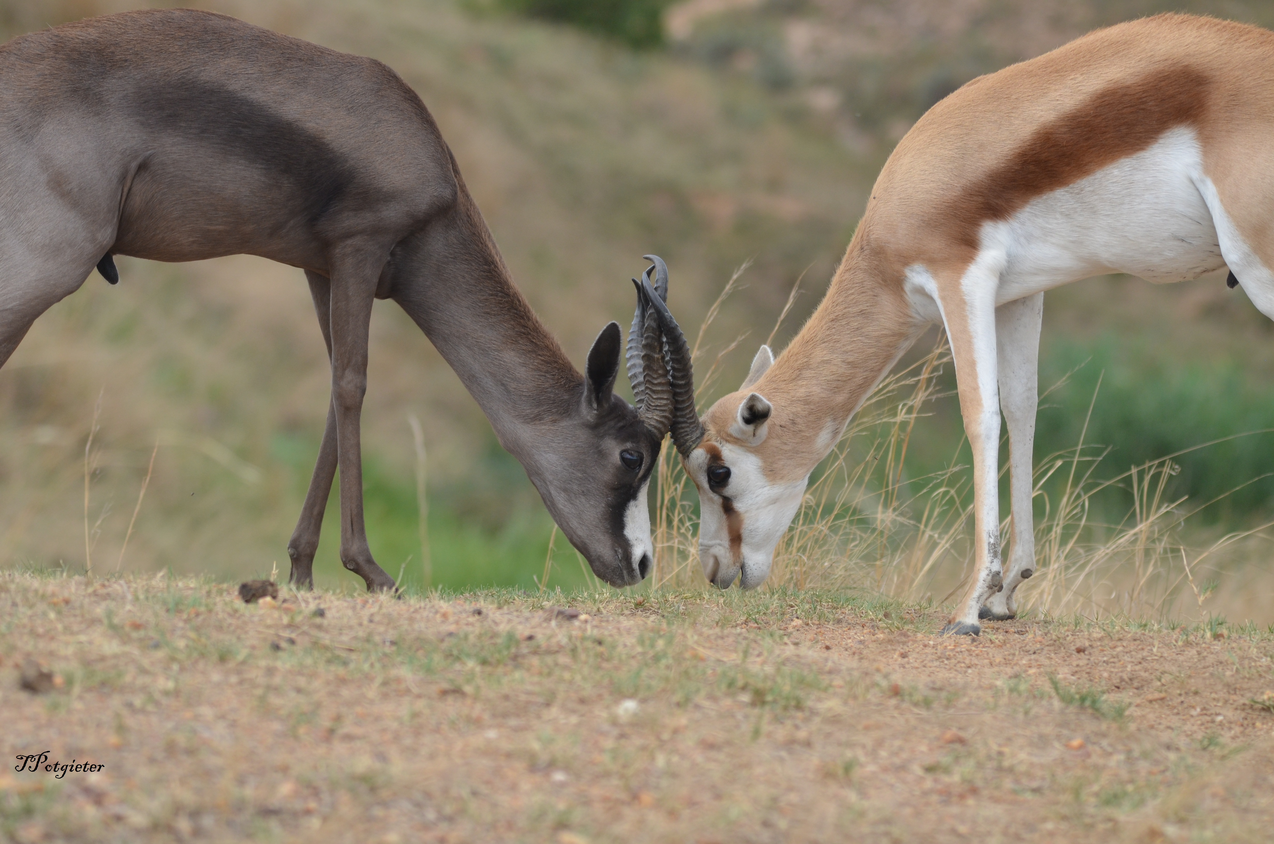 Cradle Moon Lakeside Game Lodge