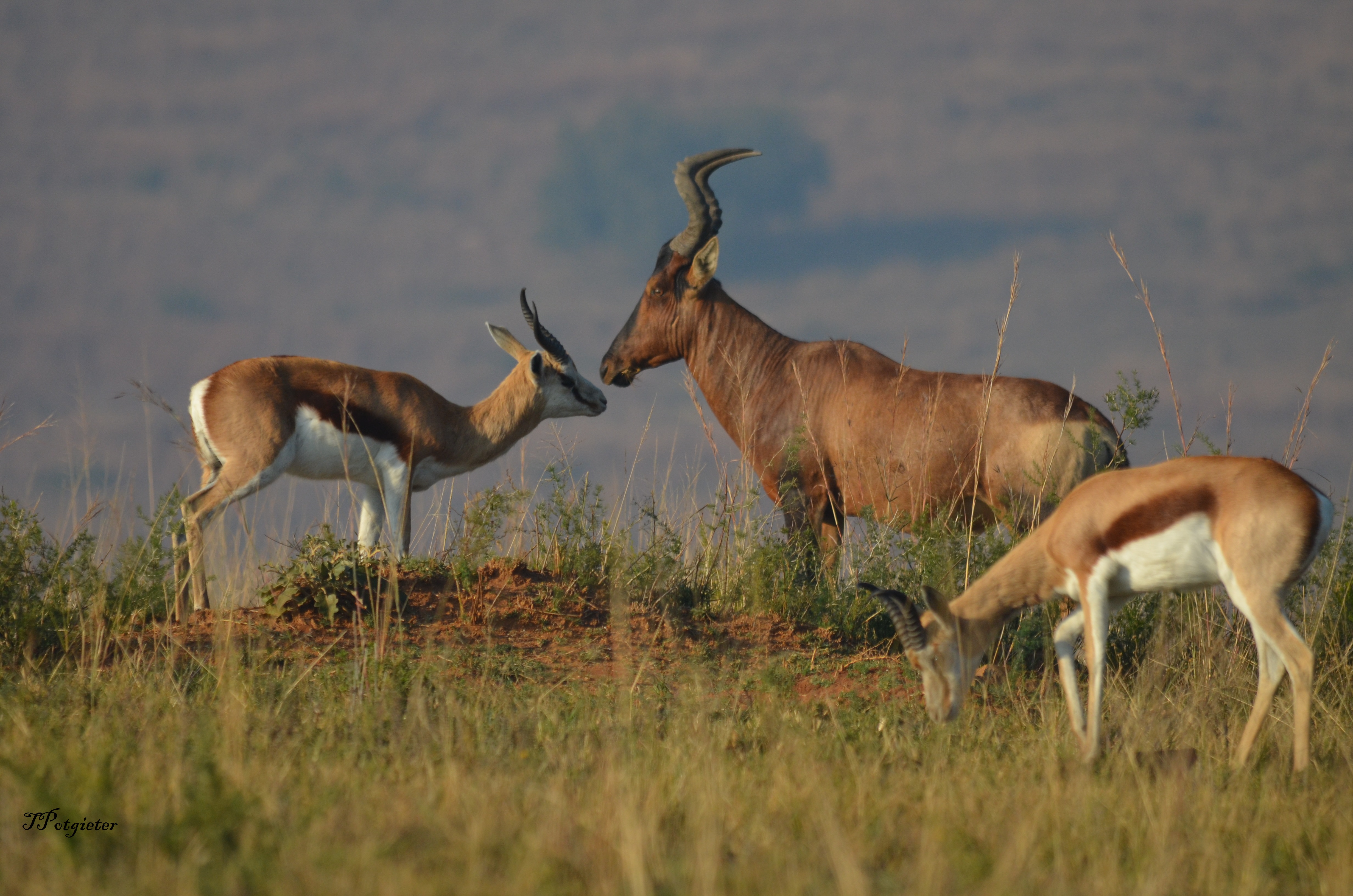 Cradle Moon Lakeside Game Lodge