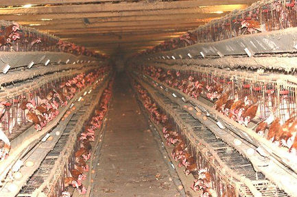 chicken cages.jpeg