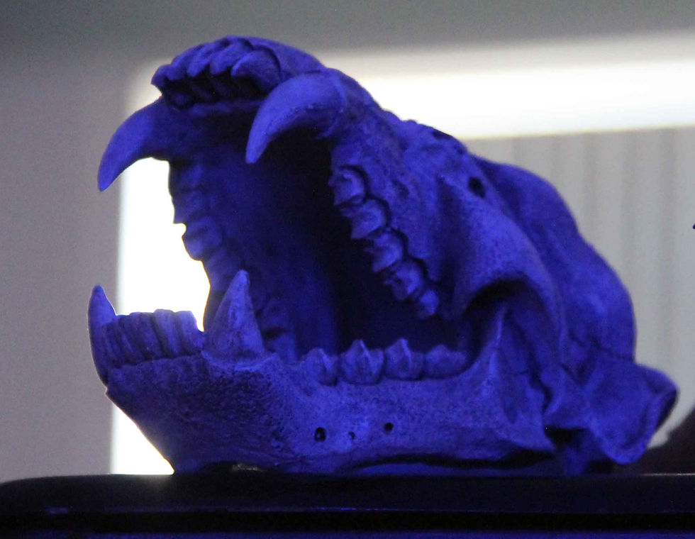 Skull