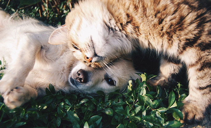 Dog & Cat Pals_edited.jpg