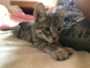 kedi sahiplendirme ilanları
