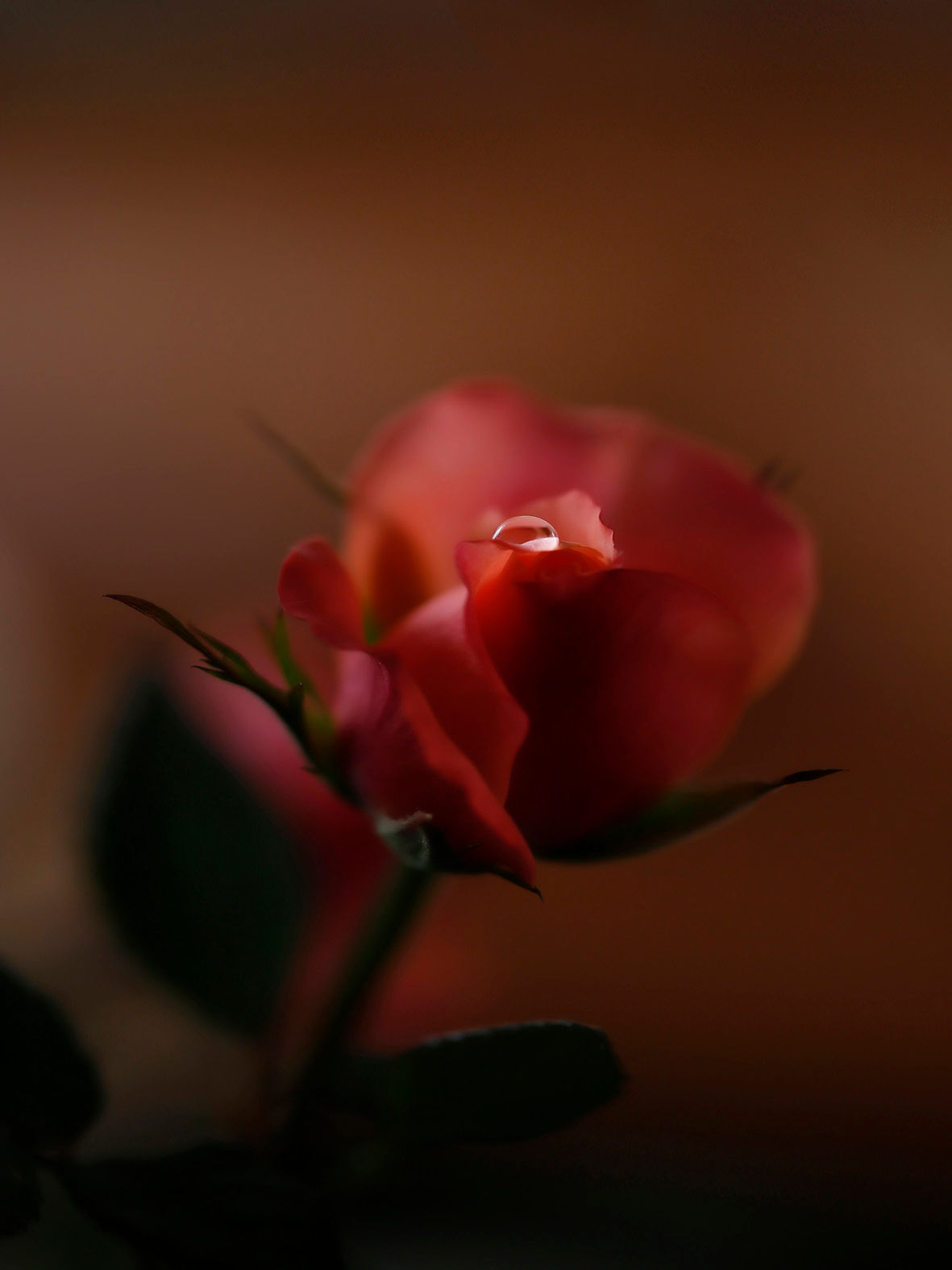 macro photographie de fleur - rose rouge - goutte d'eau