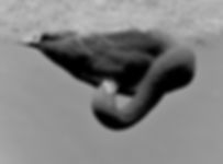 Paul_Tecklenberg_Swan negative_WF2019..j