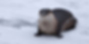 Otters of Pymatuning