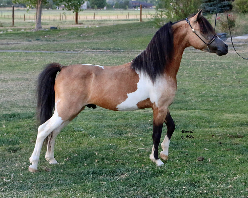 Indian Peaks Dare To Impress