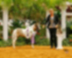 2020 World Res. Grand Amateur Sr. Gelding