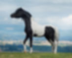 Rivenburghs Jess Let Me Impress