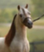 Alvadars Double Destiny