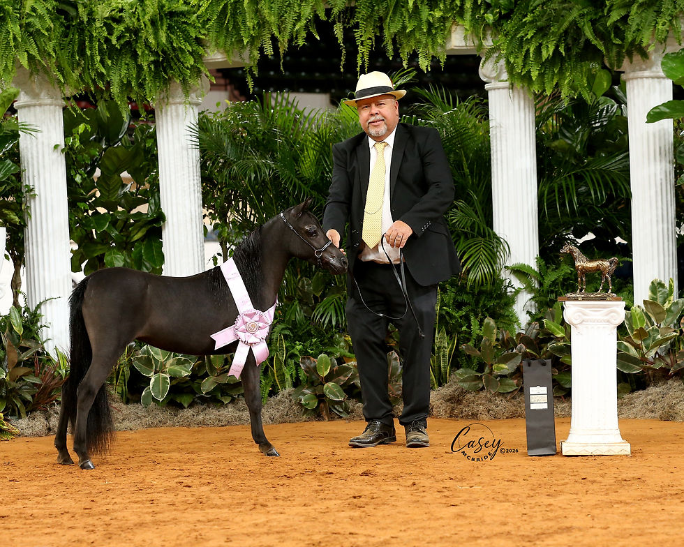 Open Futurity Reserve Grand photo