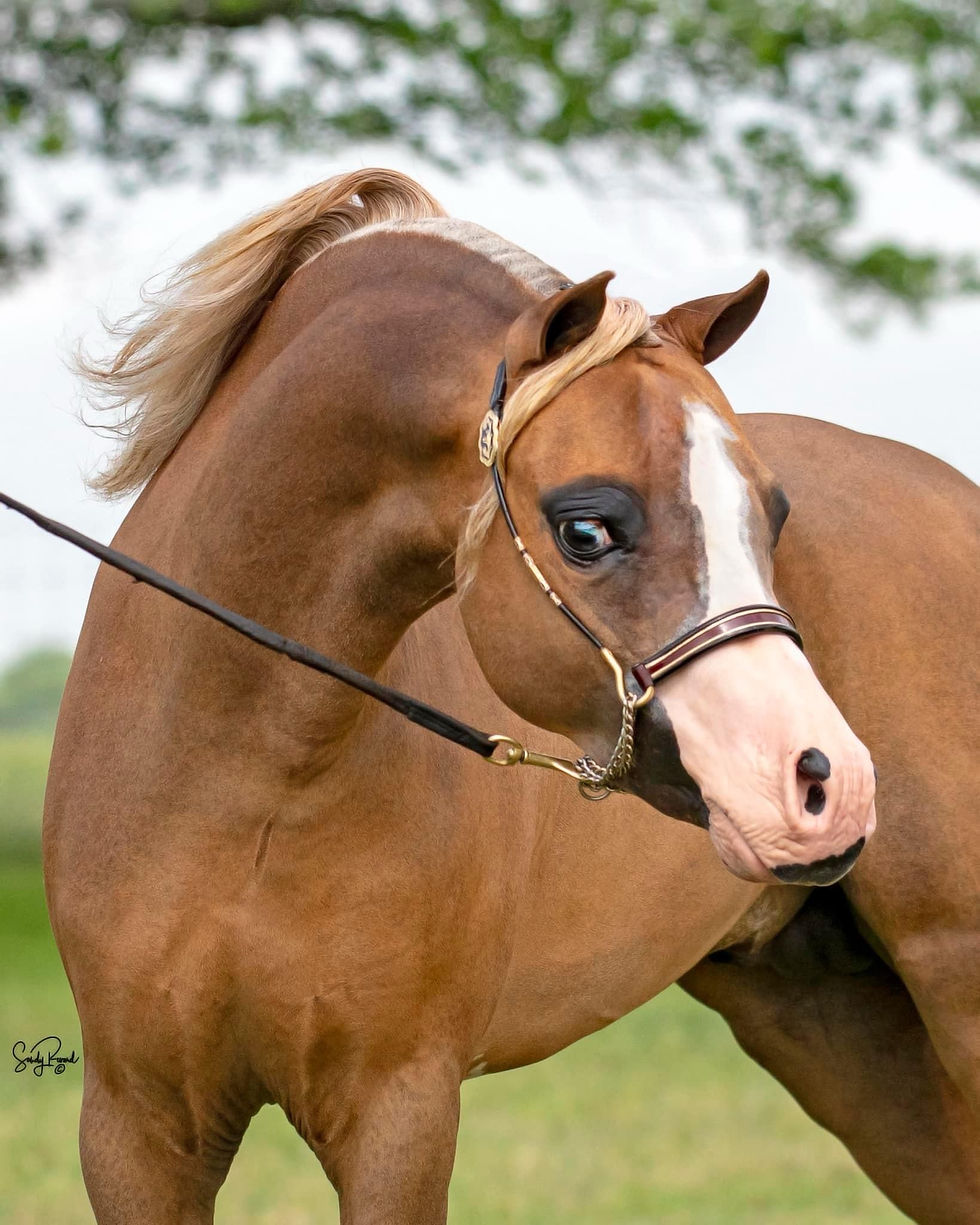 Roseland Alliance Boleros Padron