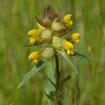 Yellow rattle wildflower