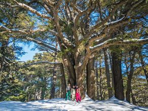 Travelers under a cedar tree in the Cedars of God forest in Lebanon during winter