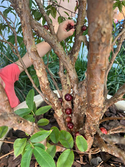 Fruta no quintal