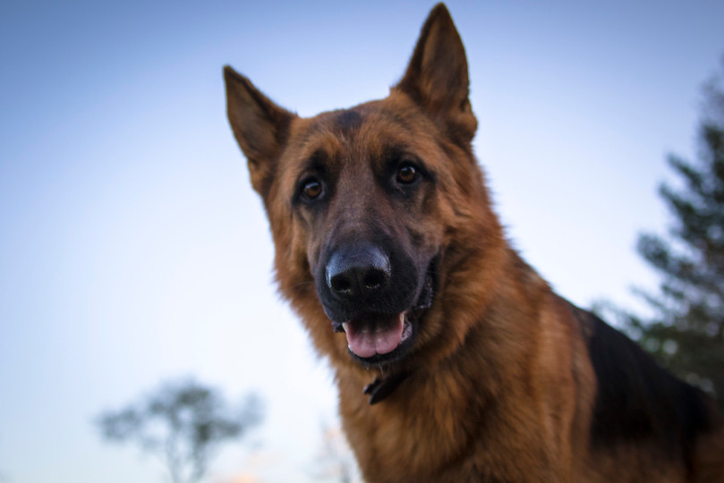 About River Ridge Farm Livestock Organic Berries