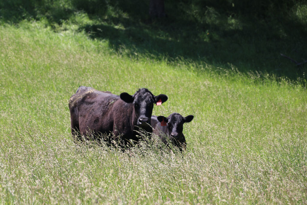 River Ridge Land & Cattle Sustainable Farming Model