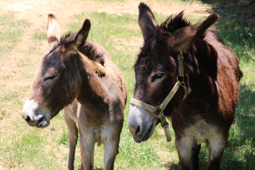 About River Ridge Farm Livestock Organic Berries