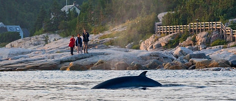 Visite des baleines