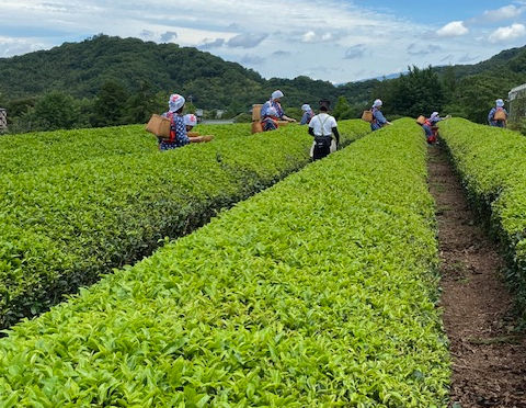 #229 蔵屋鳴沢(くらやなるさわ)での茶摘み