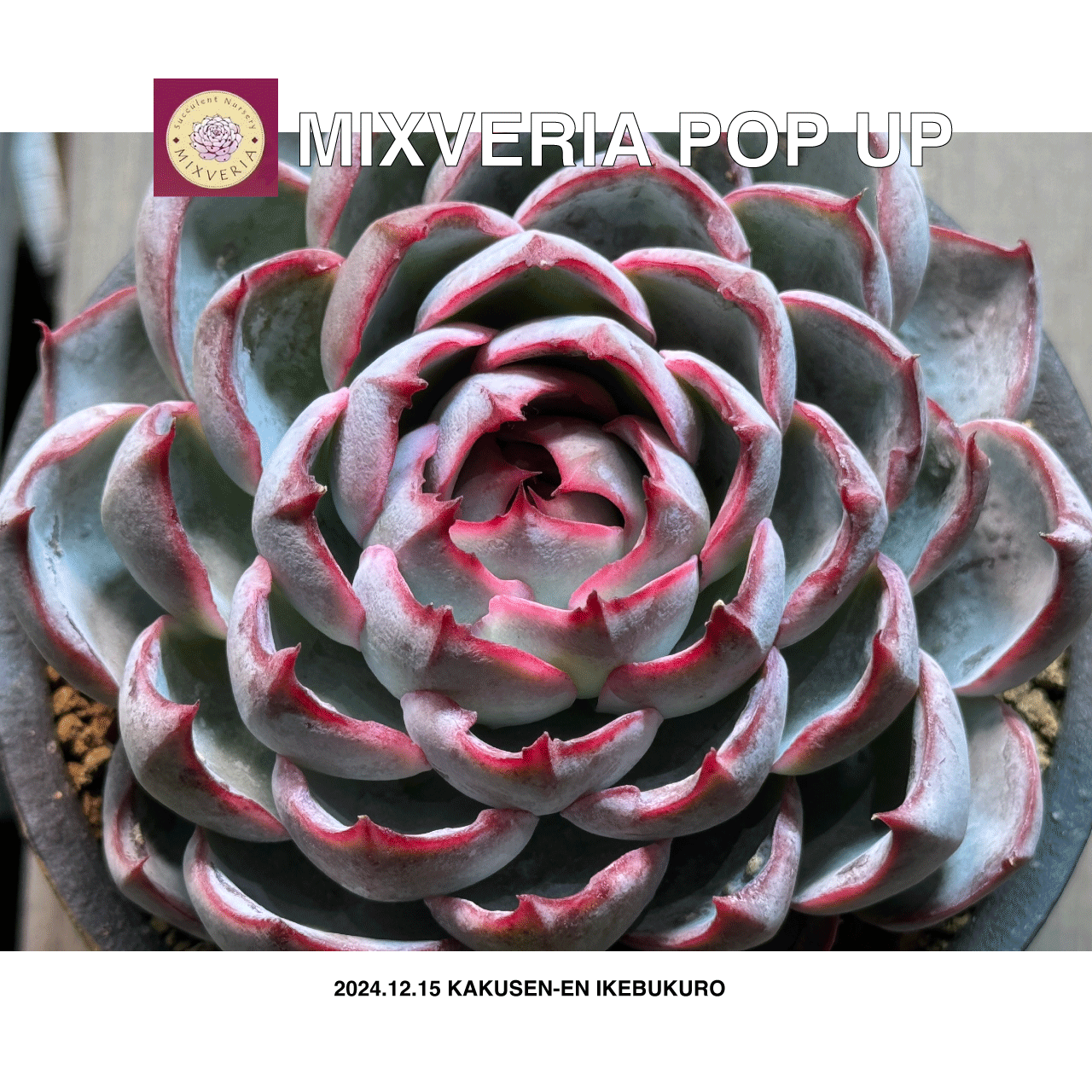 限定 コラボ spicygem × 鶴仙園 × OVERFLOW ポップアップ 限定 コラボ spicygem × 鶴仙園 × OVERFLOW ポップアップ