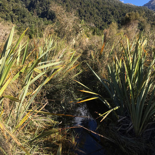 Pyke Big Bay Track