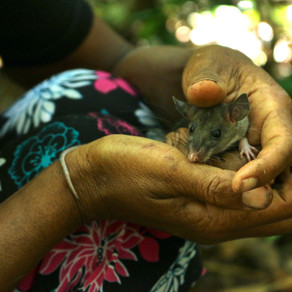 The Mouse Hunt | Insights on indigenous stewardship