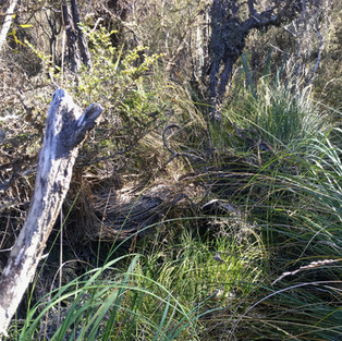 Pyke Big Bay Track